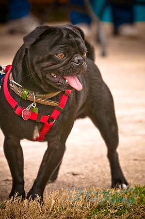Pugapalooza2010-18