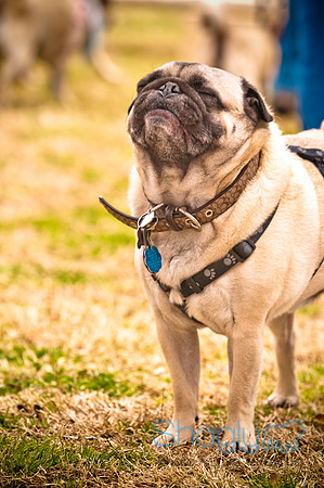 Pugapalooza2010-94