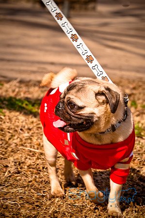 Pugapalooza2010-226