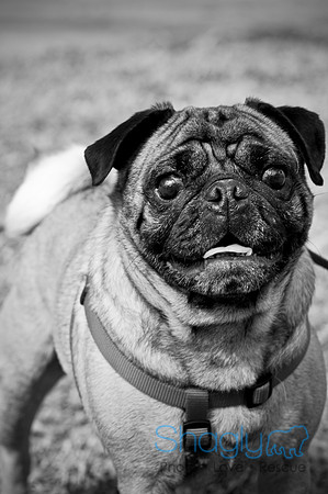 Pugapalooza2010-239