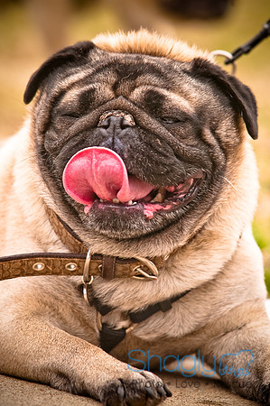 Pugapalooza2010-109