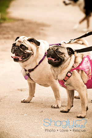 Pugapalooza2010-68