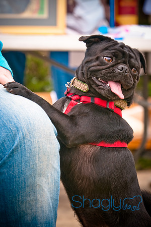Pugapalooza2010-17