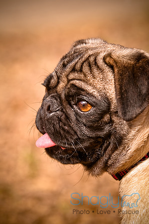 Pugapalooza2010-249