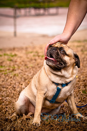 Pugapalooza2010-260