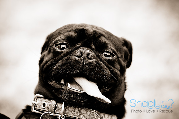 Pugapalooza2010