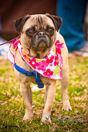 Pugapalooza2010-51