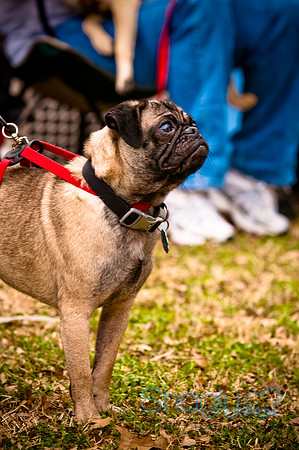 Pugapalooza2010-53