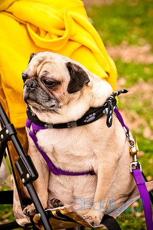 Pugapalooza2010-119
