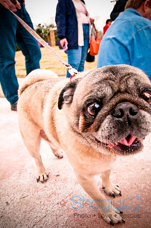 Pugapalooza2010-77
