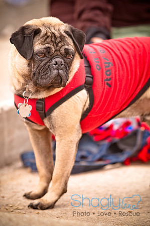 Pugapalooza2010-132