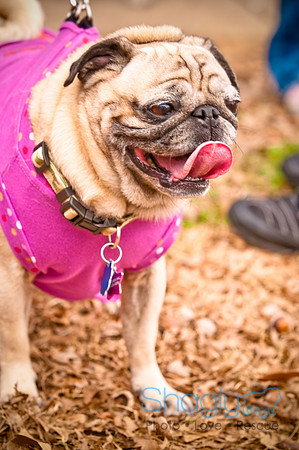 Pugapalooza2010-42