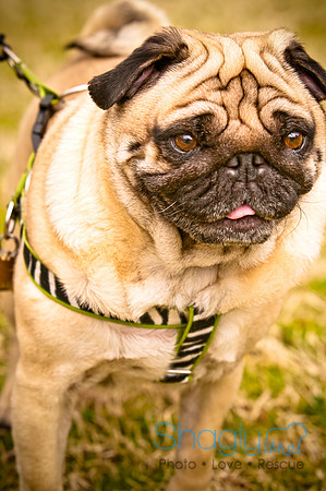 Pugapalooza2010-137