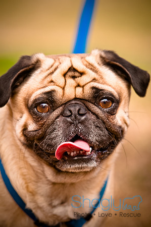 Pugapalooza2010-257