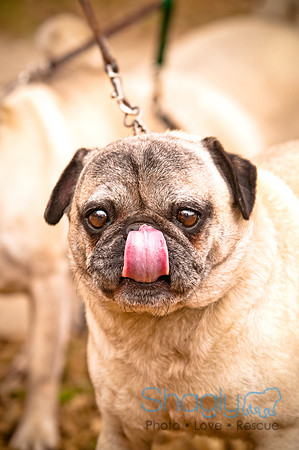 Pugapalooza2010-37