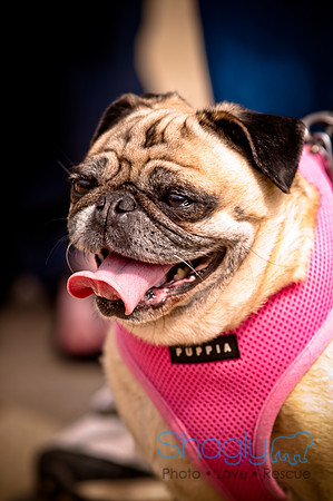 Pugapalooza2010-169