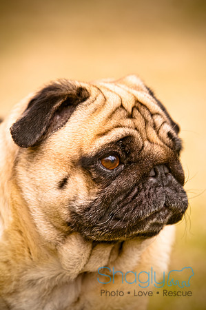Pugapalooza2010-139