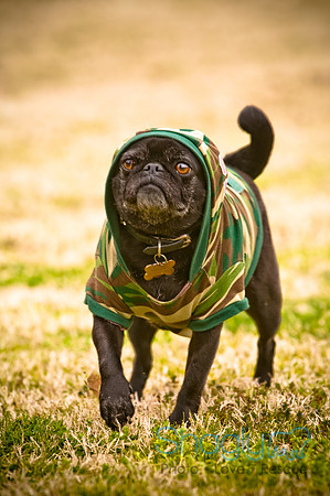 Pugapalooza2010-31