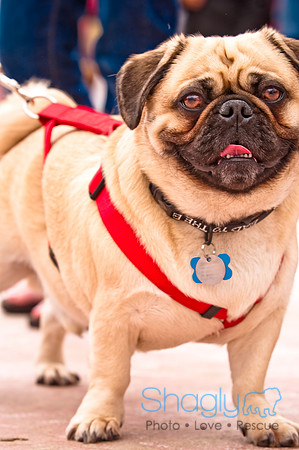 Pugapalooza2010-88