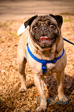 Pugapalooza2010-242