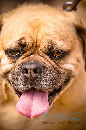 Pugapalooza2010-154