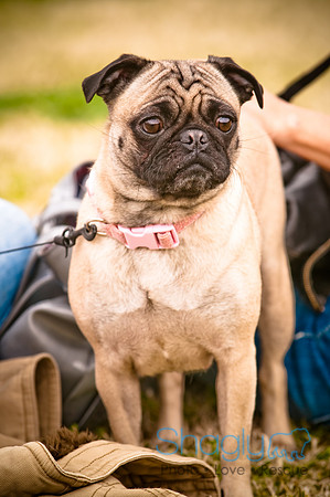 Pugapalooza2010-27