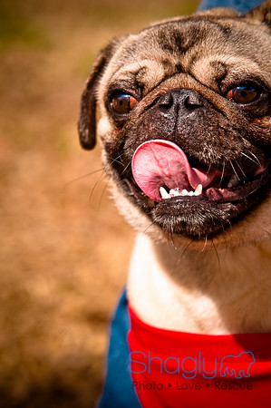 Pugapalooza2010-233