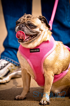 Pugapalooza2010-170