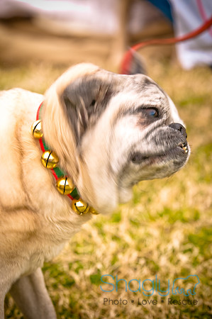 Pugapalooza2010-28