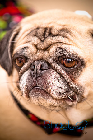 Pugapalooza2010-131