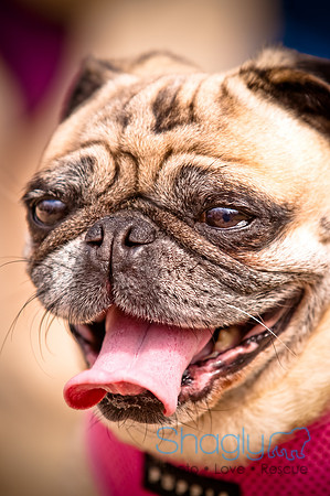 Pugapalooza2010-173
