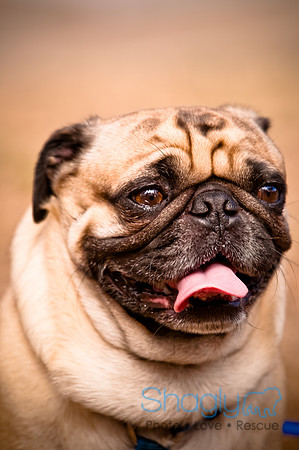 Pugapalooza2010-262