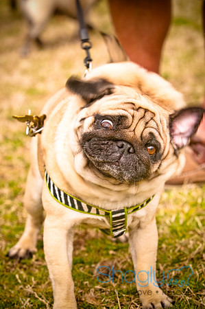 Pugapalooza2010-136
