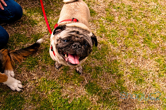 Pugapalooza2010-188