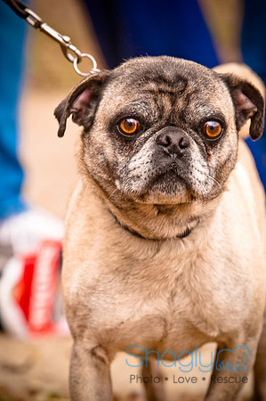 Pugapalooza2010-38