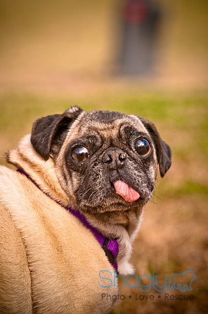 Pugapalooza2010-250