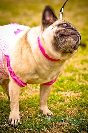 Pugapalooza2010-25