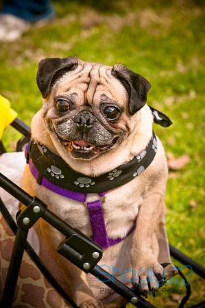 Pugapalooza2010-221