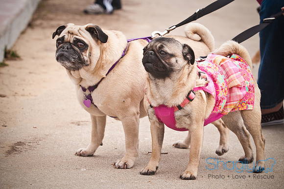 Pugapalooza2010-69
