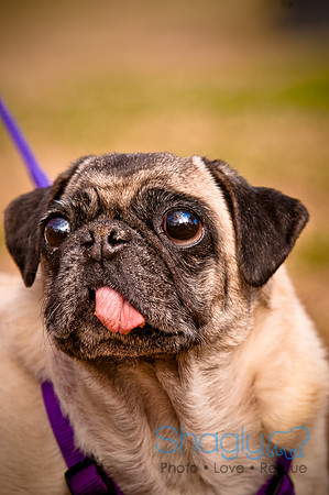 Pugapalooza2010-253