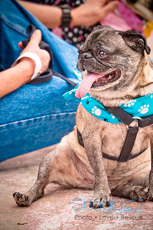 Pugapalooza2010-75