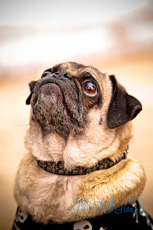 Pugapalooza2010-127