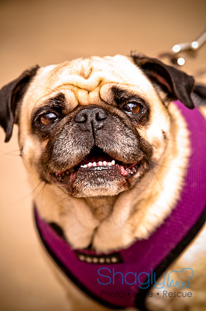 Pugapalooza2010-168
