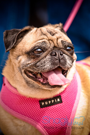 Pugapalooza2010-172