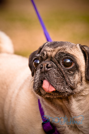 Pugapalooza2010-251