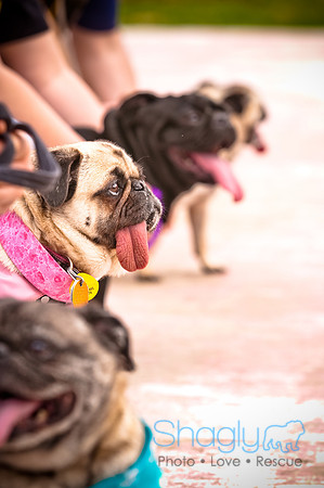 Pugapalooza2010-72
