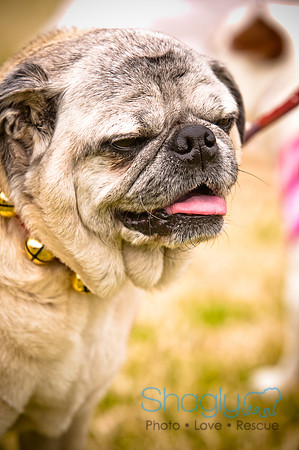 Pugapalooza2010-29