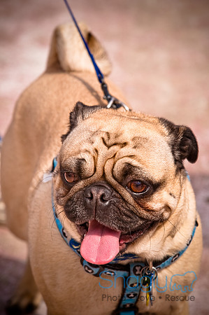 Pugapalooza2010-198