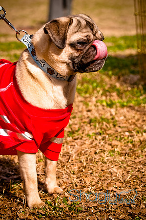 Pugapalooza2010-236