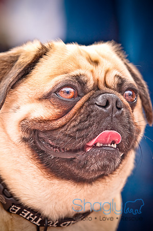 Pugapalooza2010-87